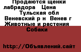 Продаются щенки лабрадора › Цена ­ 10 000 - Тульская обл., Веневский р-н, Венев г. Животные и растения » Собаки   